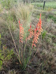 Watsonia aletroides
