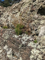 Mononeuria groenlandica