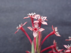 Struthiola eckloniana