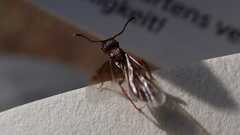 Myrmica