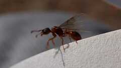 Myrmica
