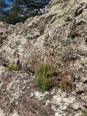 Mononeuria groenlandica