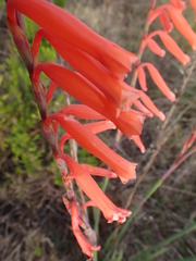 Watsonia aletroides