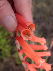 Watsonia aletroides