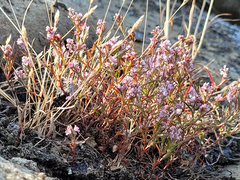 Polygonum paronychia