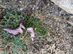 Mononeuria groenlandica