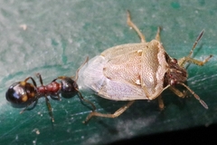 Eysarcoris ventralis