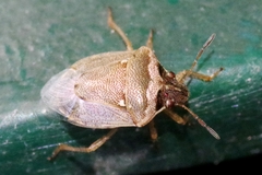 Eysarcoris ventralis