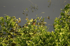 Jacana spinosa