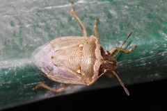 Eysarcoris ventralis