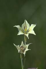Gladiolus tristis