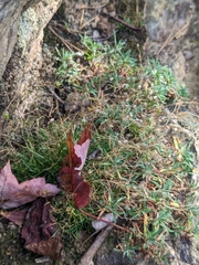 Mononeuria groenlandica