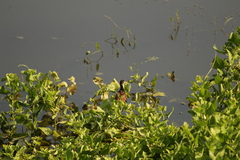 Jacana spinosa