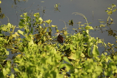 Jacana spinosa