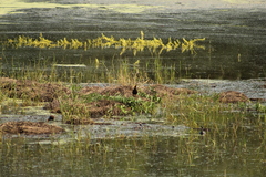 Jacana spinosa
