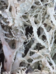 Ramalina siliquosa