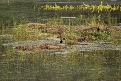 Jacana spinosa