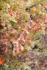 Tripterygion delaisi