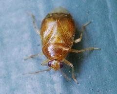 Deraeocoris lutescens