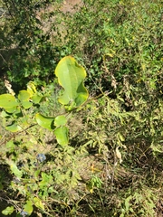 Smilax