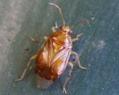 Deraeocoris lutescens