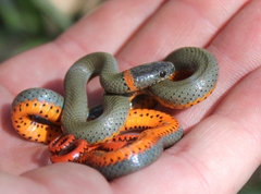 Diadophis punctatus modestus
