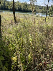 Erigeron canadensis