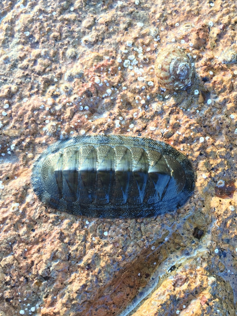 Chiton virgulatus