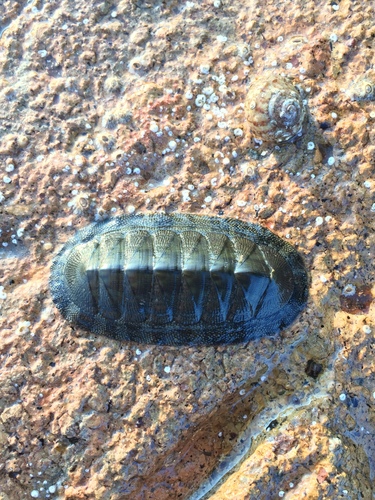 Chiton virgulatus