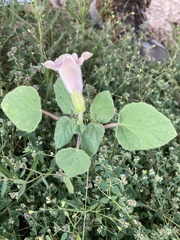Proboscidea parviflora