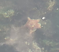 Dermasterias imbricata