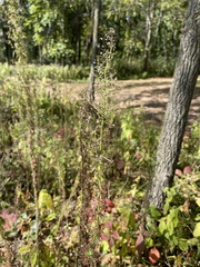 Erigeron canadensis