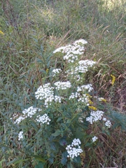 Eupatorium serotinum