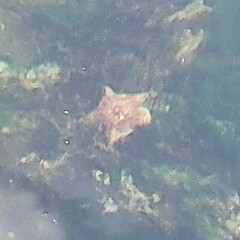 Dermasterias imbricata