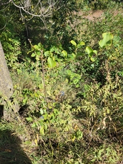 Smilax