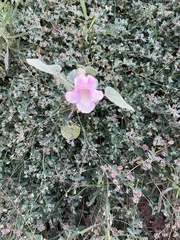 Proboscidea parviflora