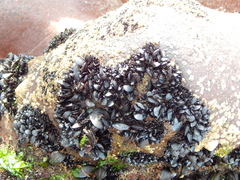 Mytilus edulis