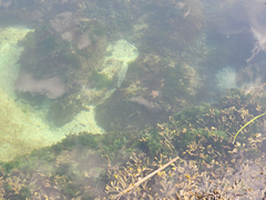 Dermasterias imbricata