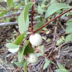 Symphoricarpos rotundifolius parishii