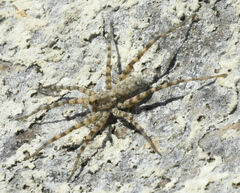 Pardosa mercurialis