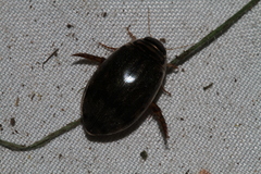 Thermonectus nigrofasciatus
