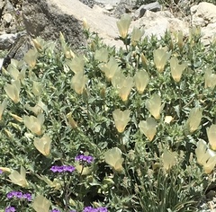 Mentzelia involucrata