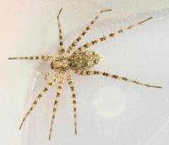Pardosa mercurialis