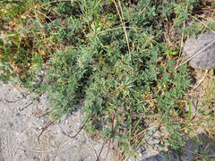 Ambrosia chamissonis