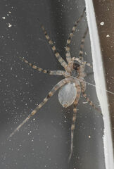 Pardosa mercurialis