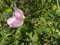 Rosa micrantha