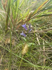 Gentiana puberulenta