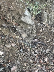 Crotalus oreganus helleri