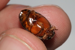 Thermonectus nigrofasciatus