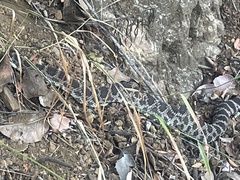 Crotalus oreganus helleri